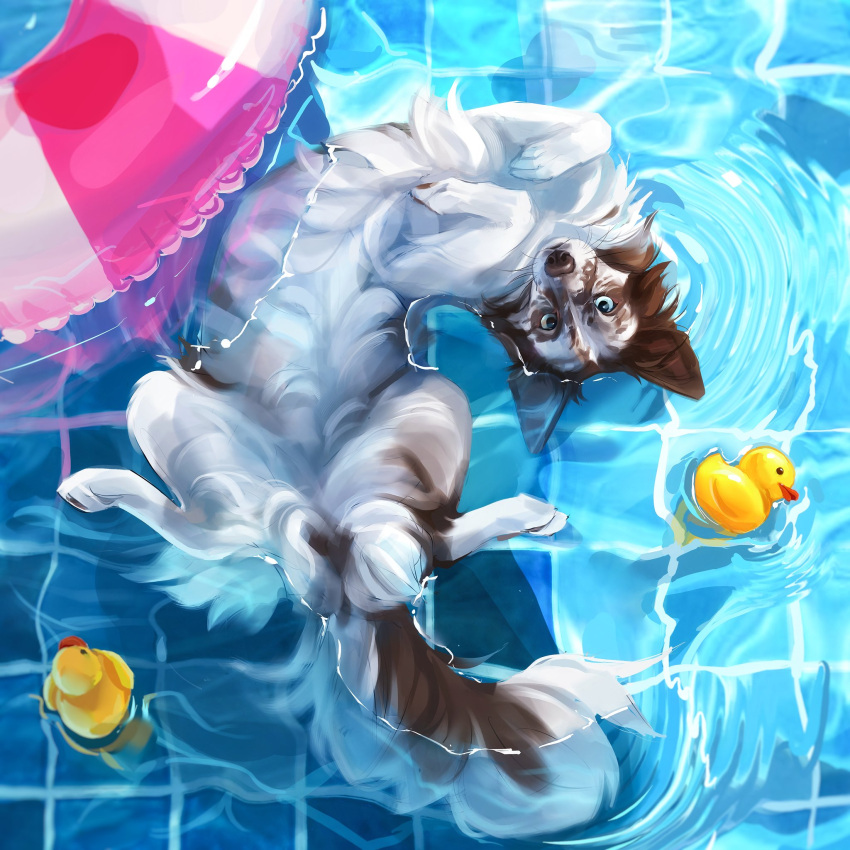 animal, animal_focus, bwspace69, dog, highres, innertube, looking_at_viewer, no_humans