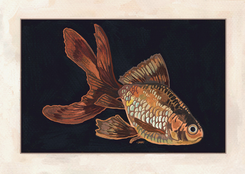 animal, animal_focus, black_background, border, fish, from_side, full_body, goldfish