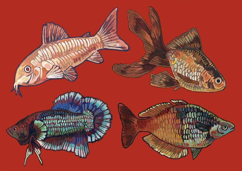 animal, animal_focus, corydora_(fish), fish, from_side, full_body, goldfish, jagalart