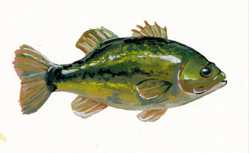 animal_focus, bass_(fish), commentary, english_commentary, fish, from_side, full_body, gouache_(medium), highres, no_humans, original, painterly, painting_(medium), rnbwtrout, simple_background, traditional_media, white_background