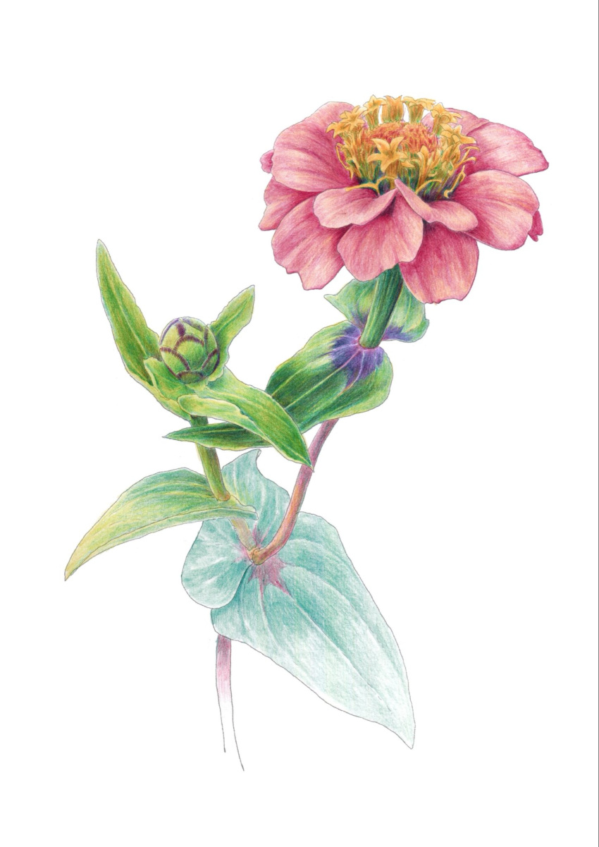 bud, colored_pencil_(medium), commentary_request, flower, flower_focus, highres, leaf, no_humans