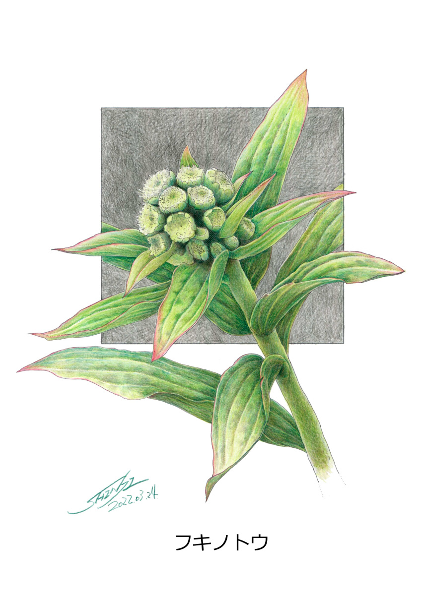 absurdres, butterbur, colored_pencil_(medium), commentary_request, dated, flower, flower_focus, highres