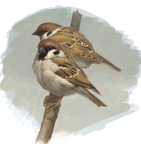 bird, branch, eurasian_tree_sparrow, lowres, nablange, no_humans, original, sparrow