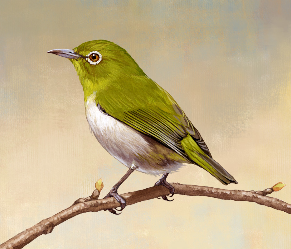 ilmizu, japanese_white-eye, no_humans, original, solo, traditional_media