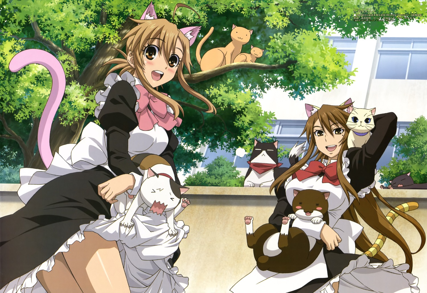 animal_ears, maid, mizuno_kaede, morita_kazuaki, neko, nekomimi, nyamsas, nyan_koi, sumiyoshi_kanako, tail, tama_(nyan_koi)
